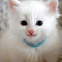 Chaton blanc pur