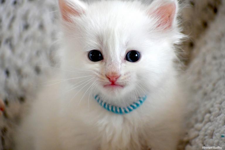Chaton blanc pur