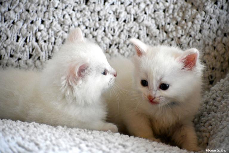 2 frères
