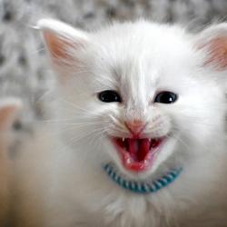 Miaou!!!