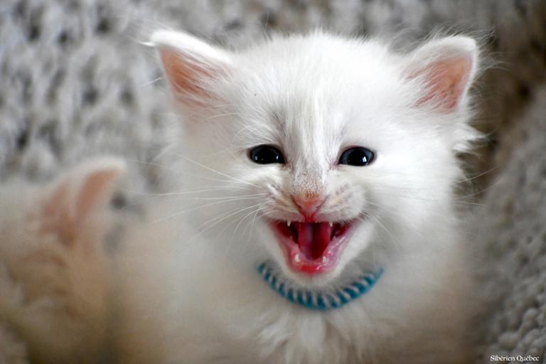 Miaou!!!