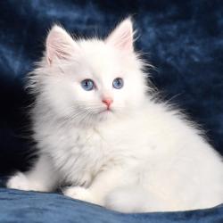 Femme Blanc Pure