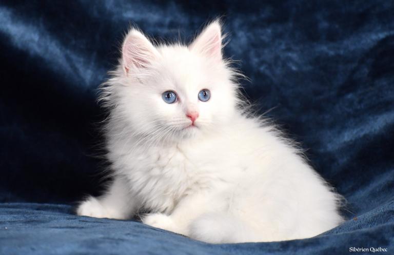 Femme Blanc Pure