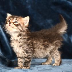 chaton sibérien brown tabby