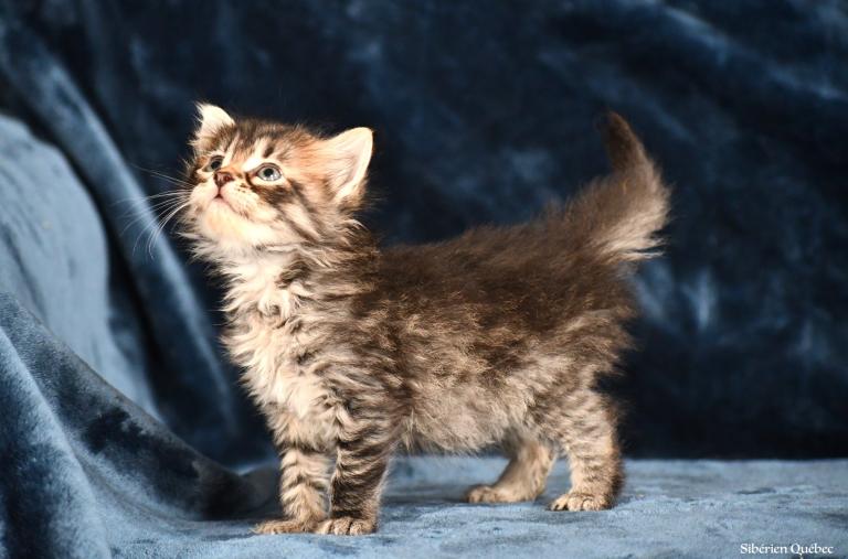 chaton sibérien brown tabby