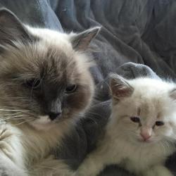 Amelie et son bebe - Sibérien Québec