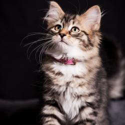 Bonnie - Sibérien Québec