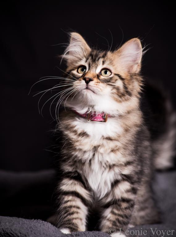Bonnie - Sibérien Québec