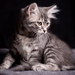 Molly - Sibérien Québec