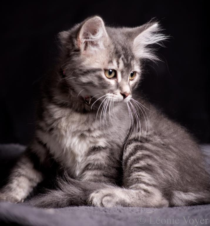Molly - Sibérien Québec