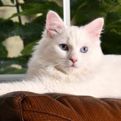 Angel - Sibérien Quebec