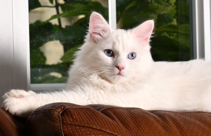 Angel - Sibérien Quebec