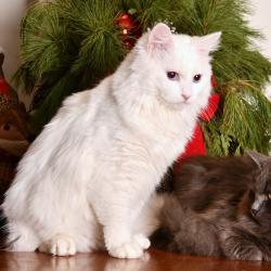 Calypso et Angel