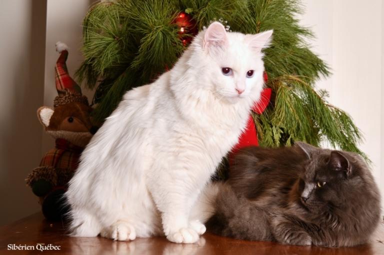 Calypso et Angel