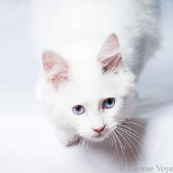 Angel - Sibérien Québec