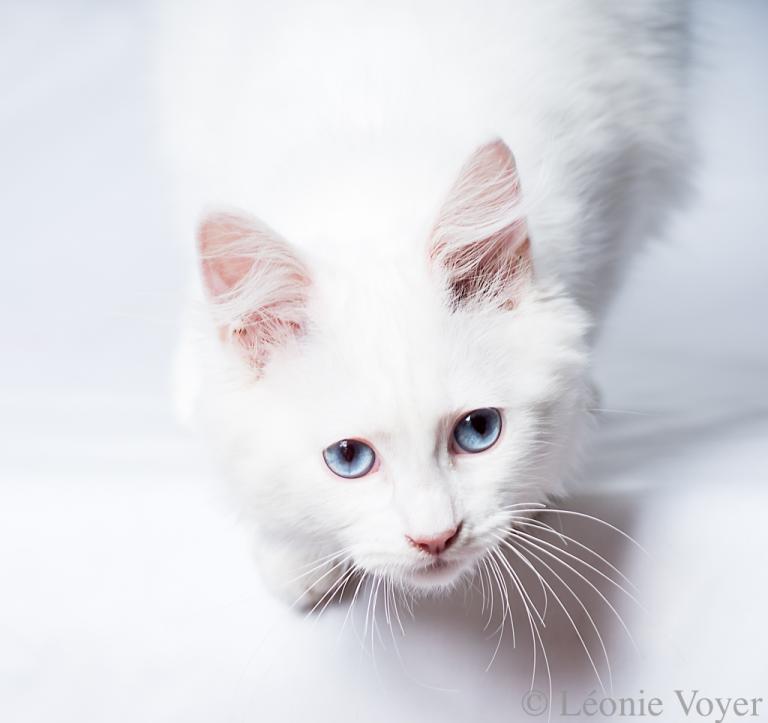Angel - Sibérien Québec