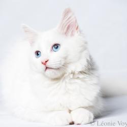 Angel - Sibérien Québec