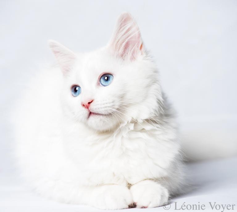 Angel - Sibérien Québec