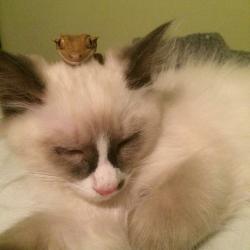 Boris et kiki - Sibérien Québec