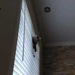 cat women la cascadeuse - Sibérien Québec