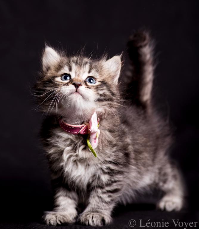 Cat Women - Rose - Sibérien Québec