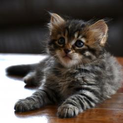 Chaton de Kaddy et Yamikan