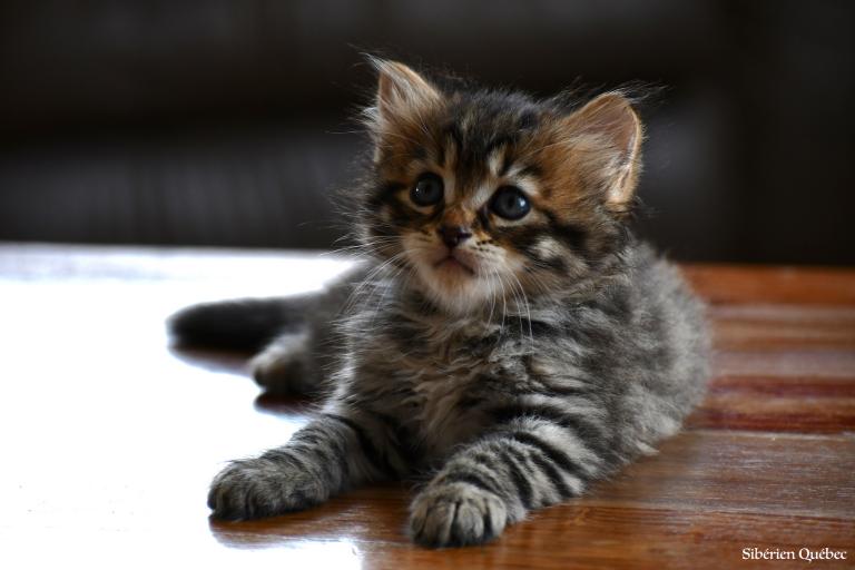 Chaton de Kaddy et Yamikan