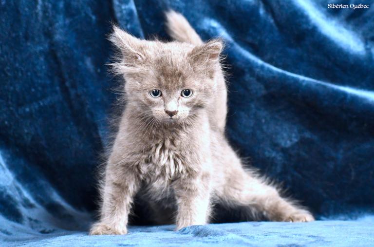 Male Bleu Tabby