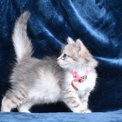 Femelle Bleu Tabby