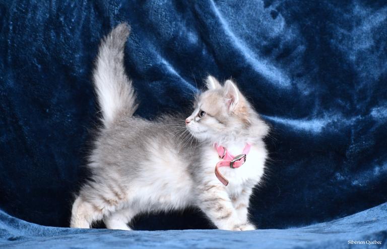 Femelle Bleu Tabby
