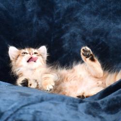 Chaton Golden