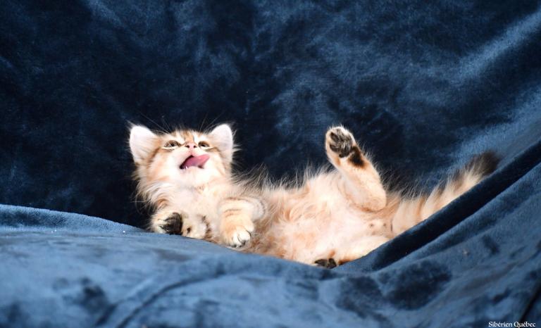 Chaton Golden