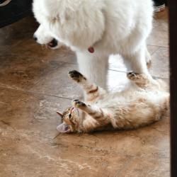 Sherkan et Nushka