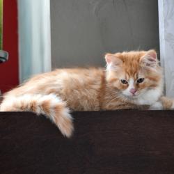Le petit roux et blanc