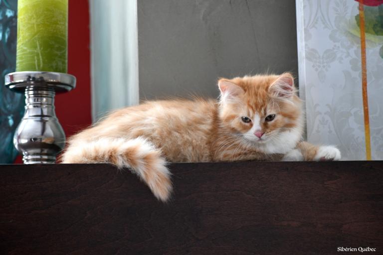Le petit roux et blanc