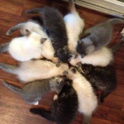 Etoile de Chatons - Sibérien Québec