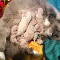 Amélie et ses chatons  automne 2015 - Sibérien Québec
