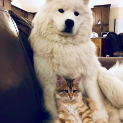 Sherkan et Balto