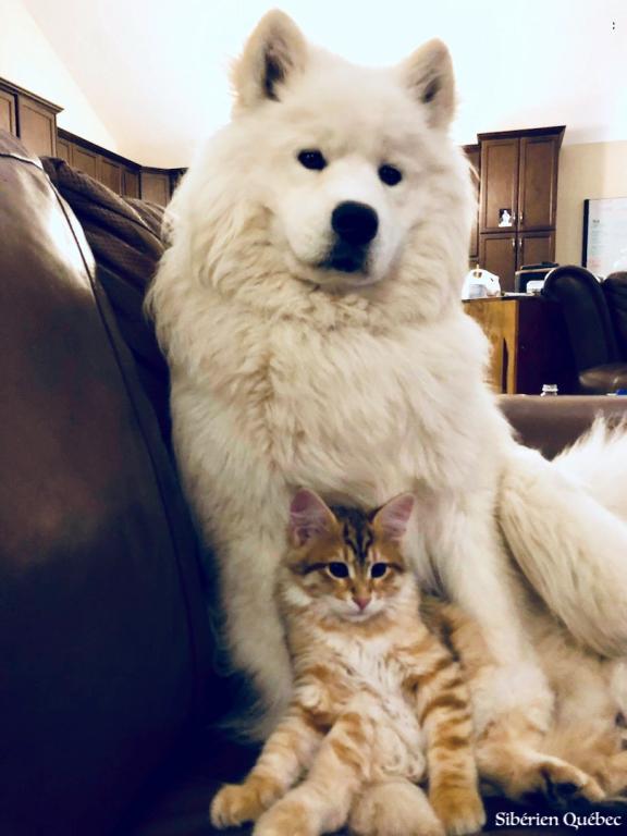 Sherkan et Balto