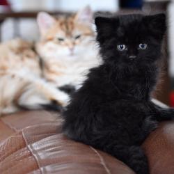 Chaton Sibérien Noir