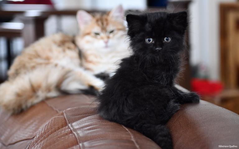 Chaton Sibérien Noir