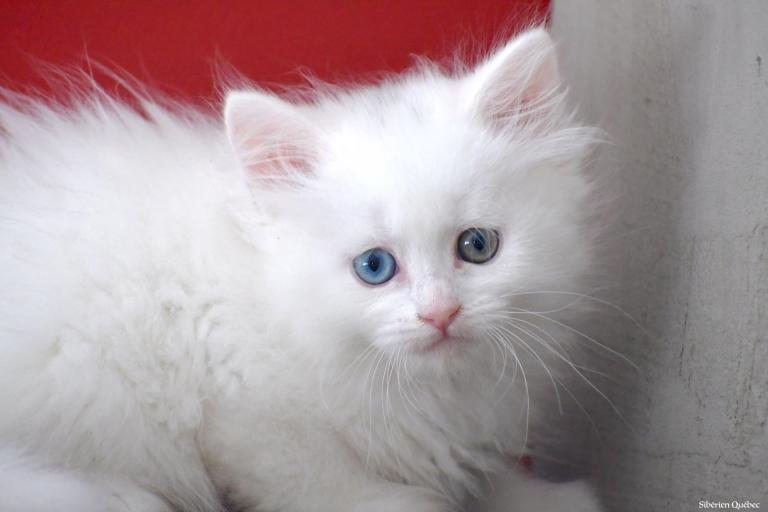 Chaton sibérien yeux varions - hétérochromique