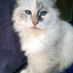 Kira - Siberien quebec
