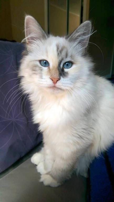 Kira - Siberien quebec
