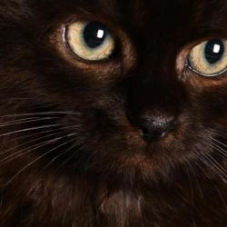 Close-up Chaton Sibérien Femelle Noir