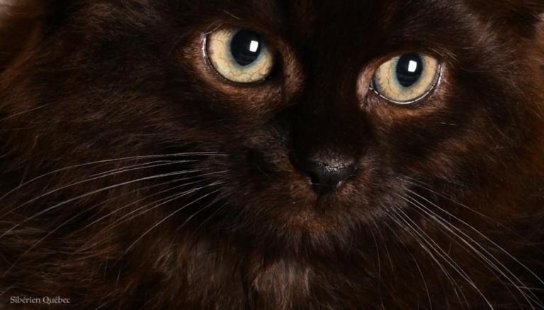 Close-up Chaton Sibérien Femelle Noir