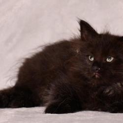 Onyx - Sibérien Québec