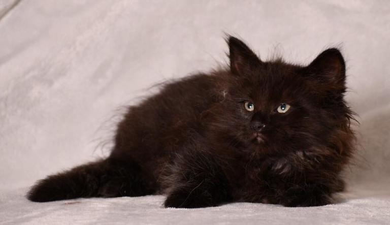 Onyx - Sibérien Québec