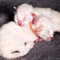 Snow - chatons - Sibérien Québec