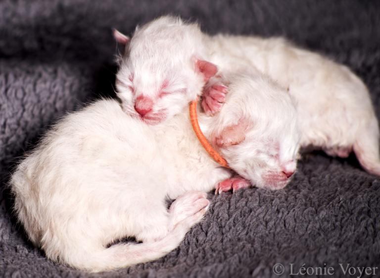 Snow - chatons - Sibérien Québec